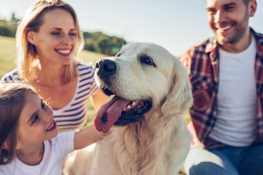 A Guide to Pet-Friendly Caravan and Motorhome Holidays.
